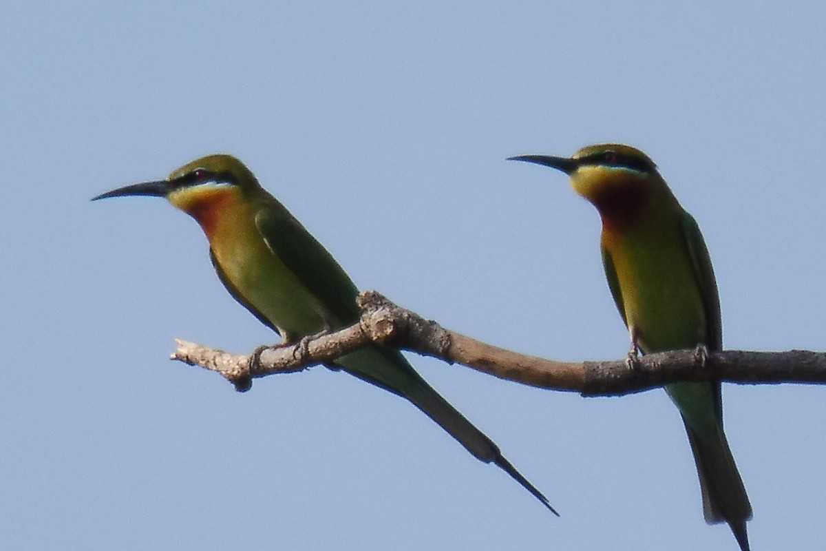 Blue-tailed Bee-eater - ML151778451