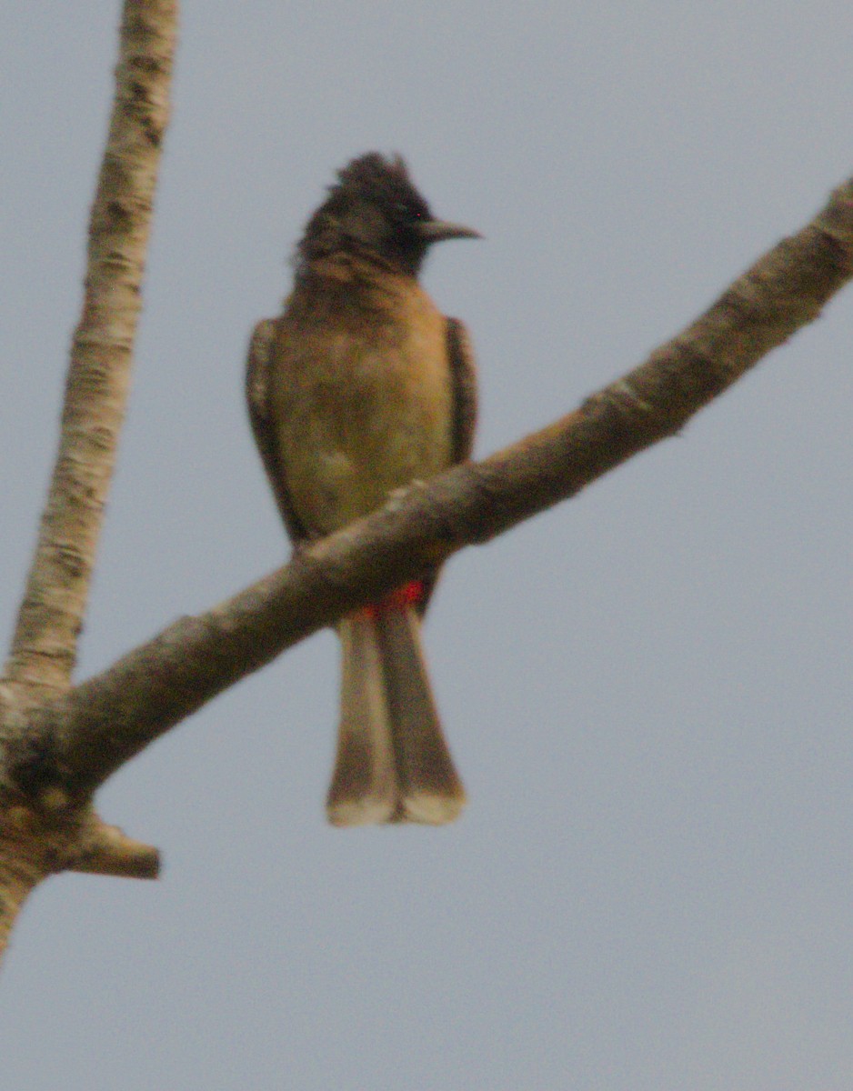 Red-vented Bulbul - ML151778851