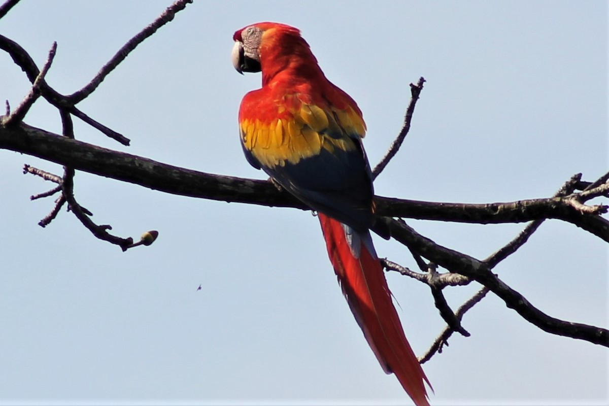 Scarlet Macaw - ML151779161