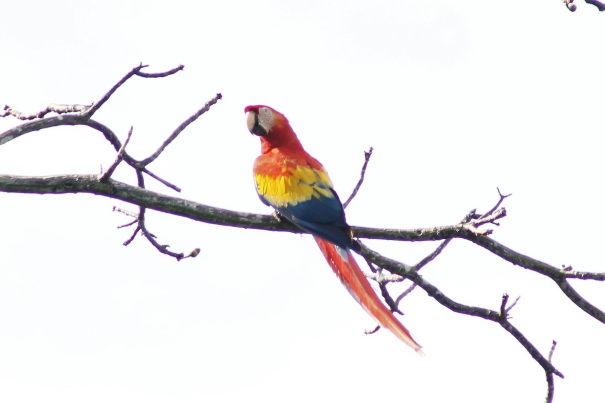 Scarlet Macaw - Greg Laverty