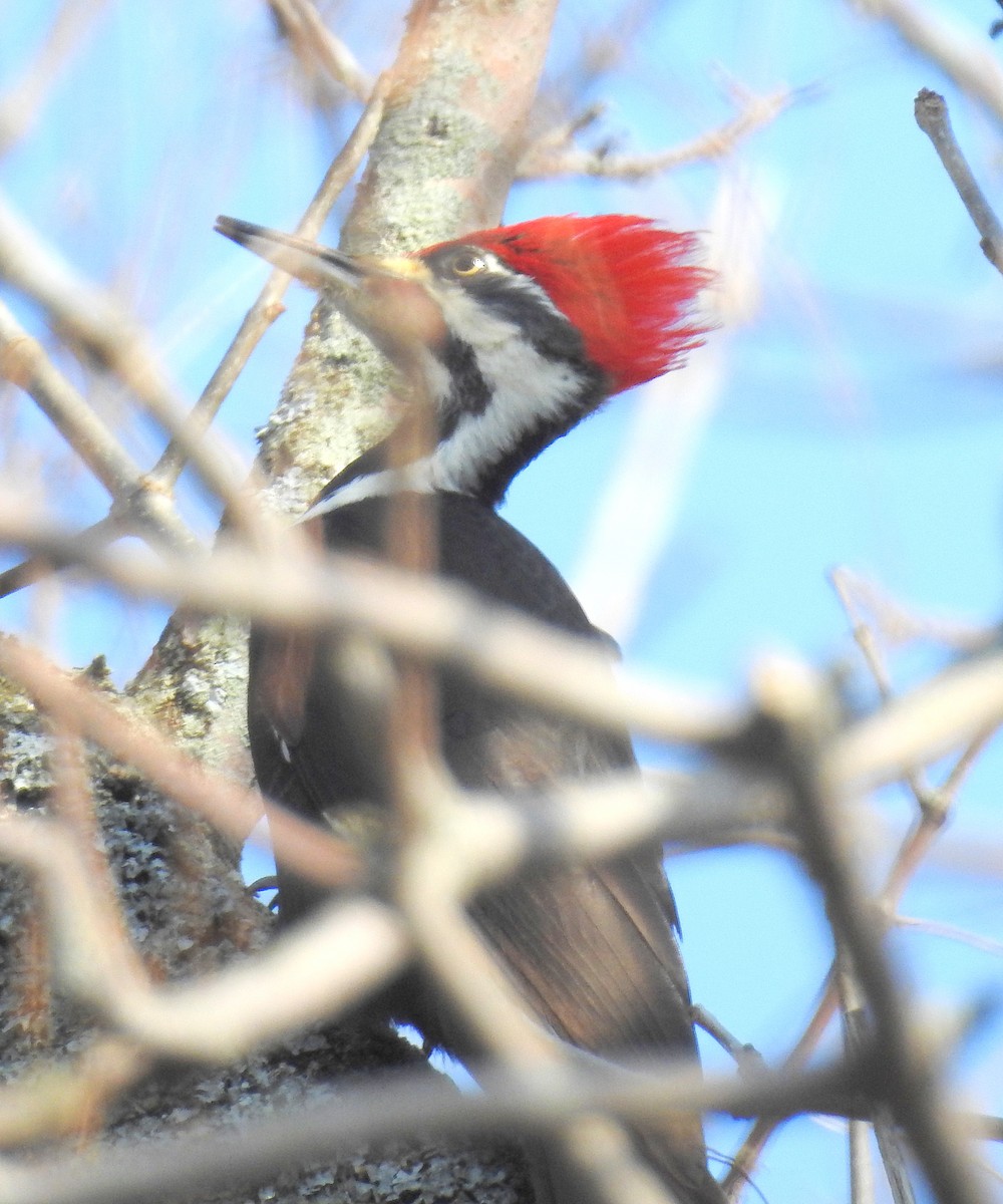 Pileated Woodpecker - shelley seidman