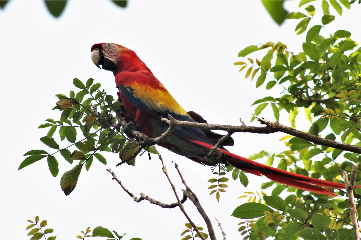 Scarlet Macaw - Greg Laverty