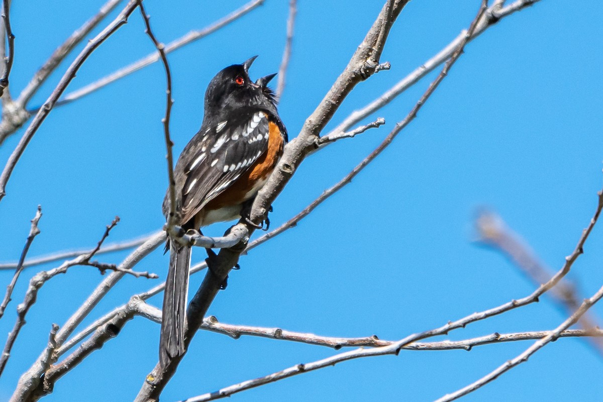 Spotted Towhee - ML151779541