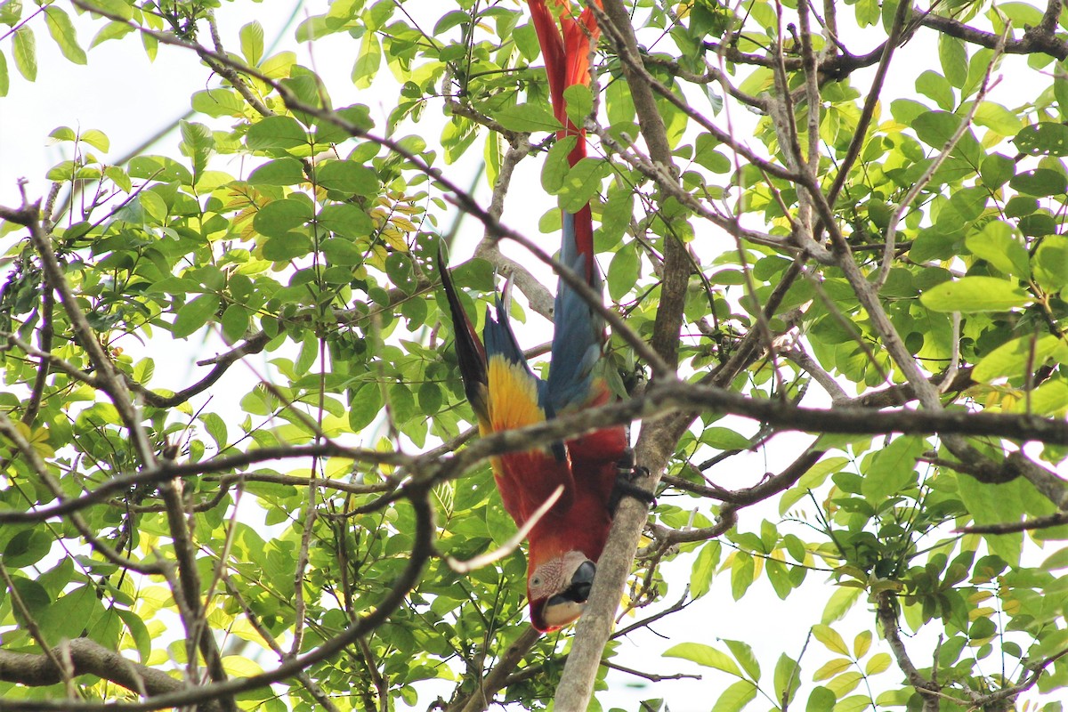 Scarlet Macaw - ML151779571
