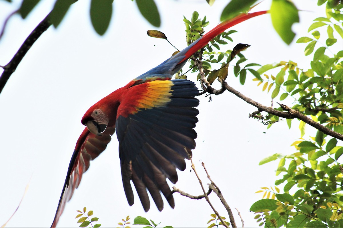 Scarlet Macaw - ML151779581