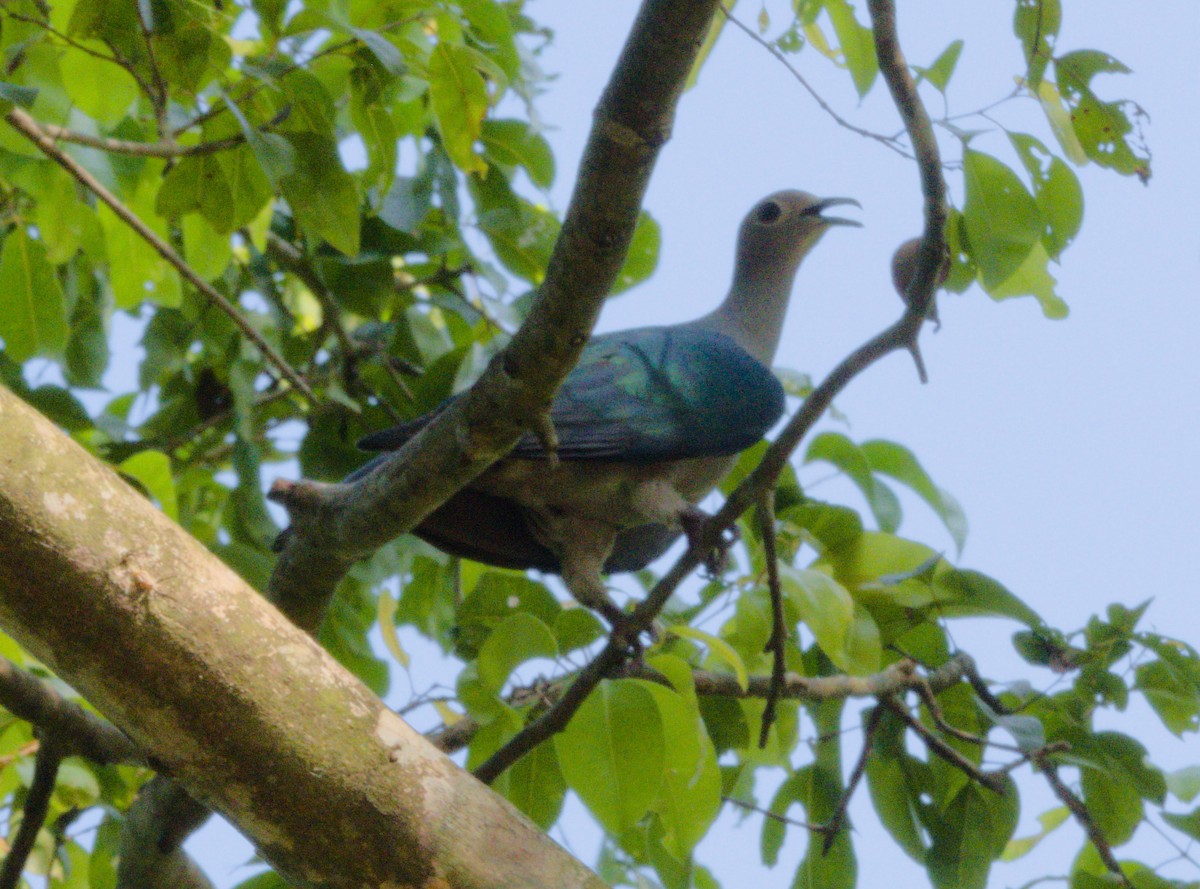 Green Imperial-Pigeon - ML151780031