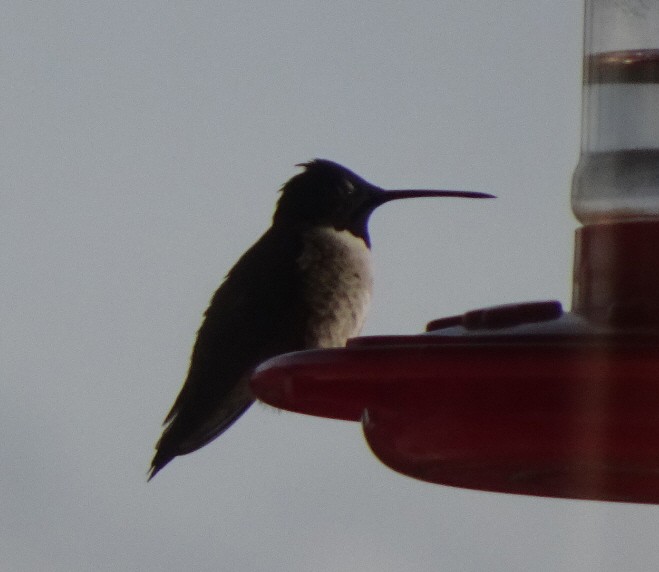 Black-chinned Hummingbird - Julie Luetzelschwab