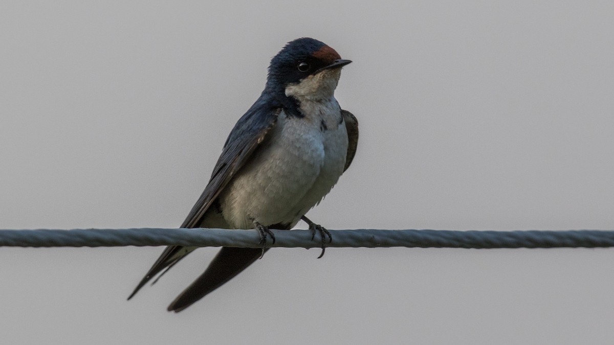 Ethiopian Swallow - ML151780821