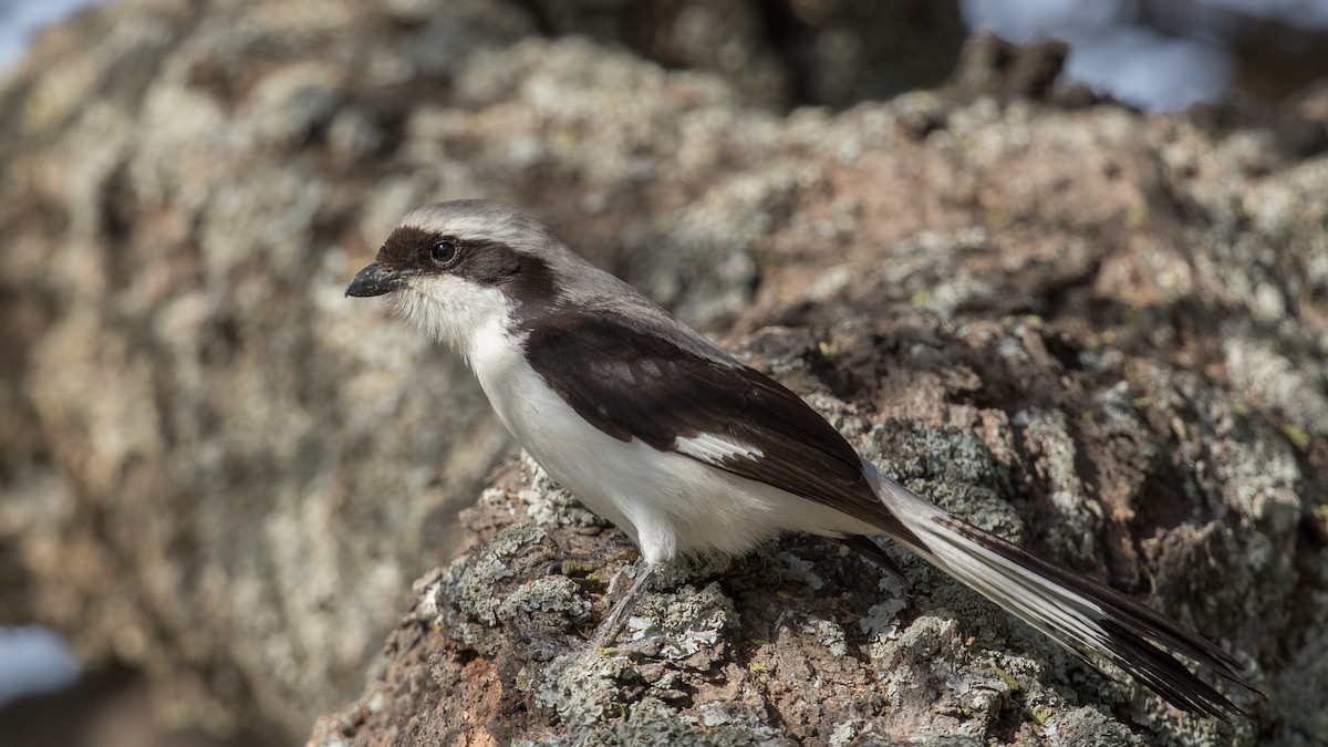 Gray-backed Fiscal - ML151781161