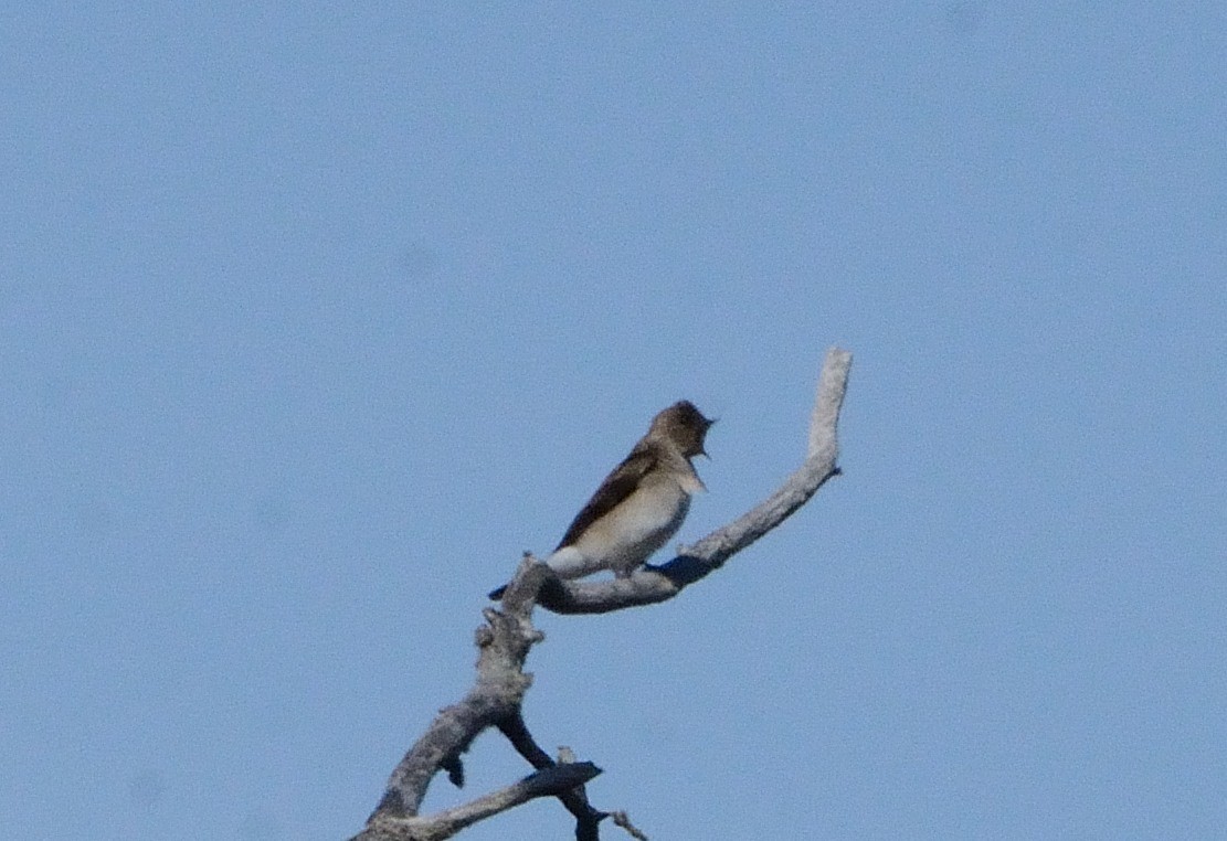 Northern Rough-winged Swallow - John Gordinier