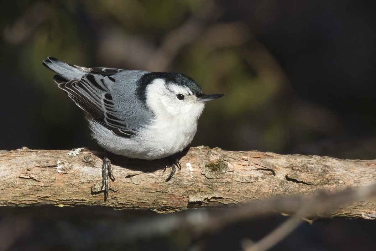 White-breasted Nuthatch - pierre martin