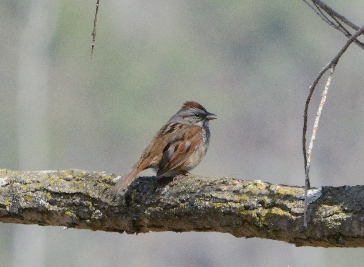Swamp Sparrow - ML151781551