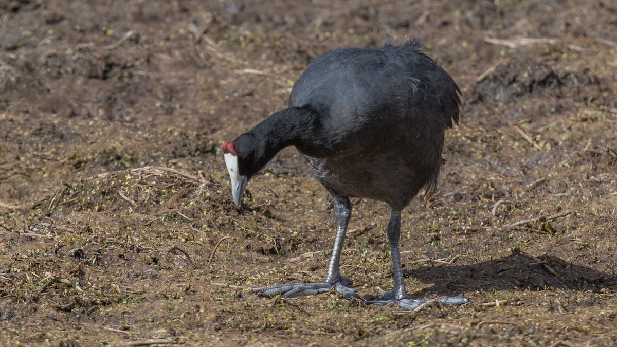 Red-knobbed Coot - ML151781721
