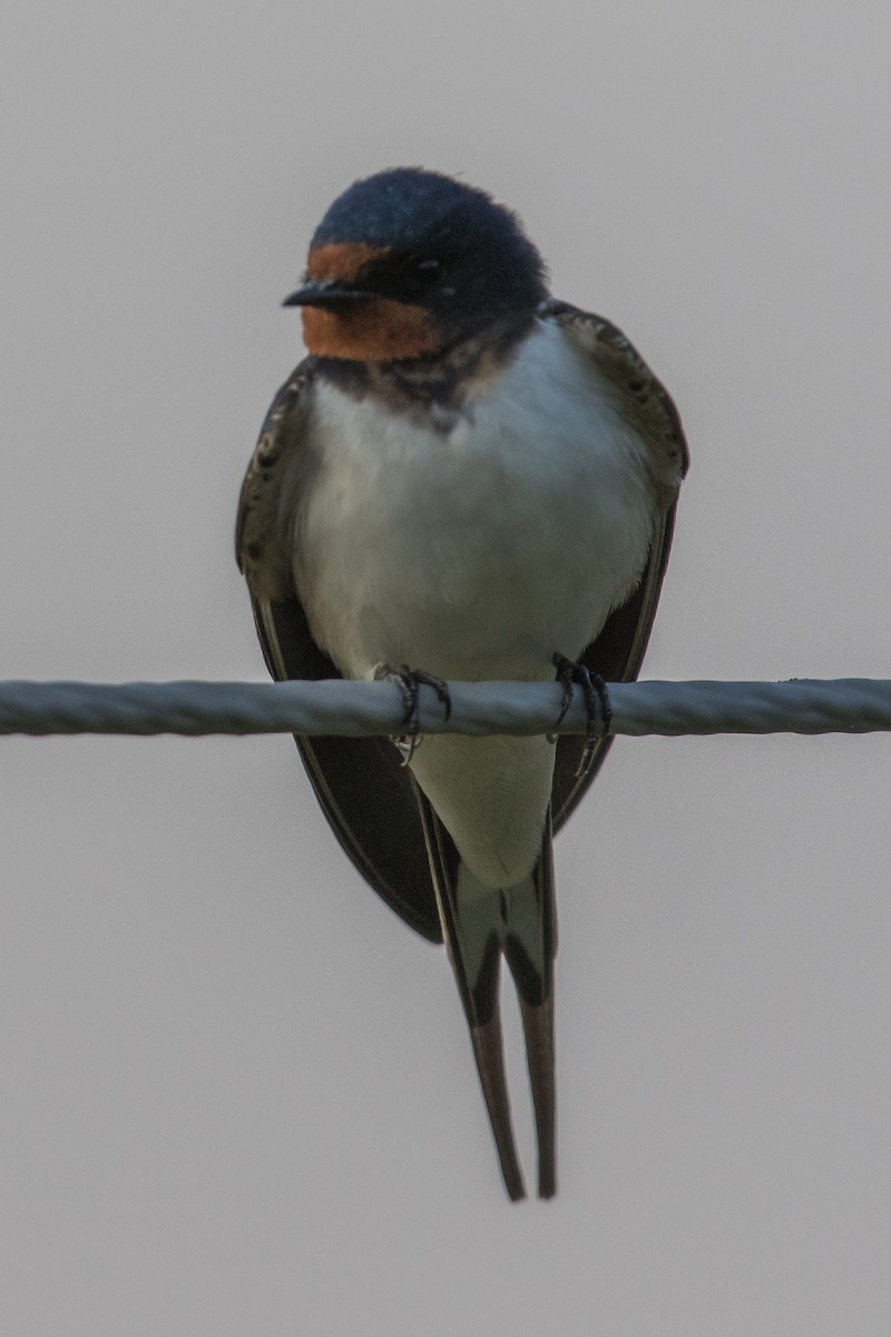 Red-chested Swallow - ML151781801