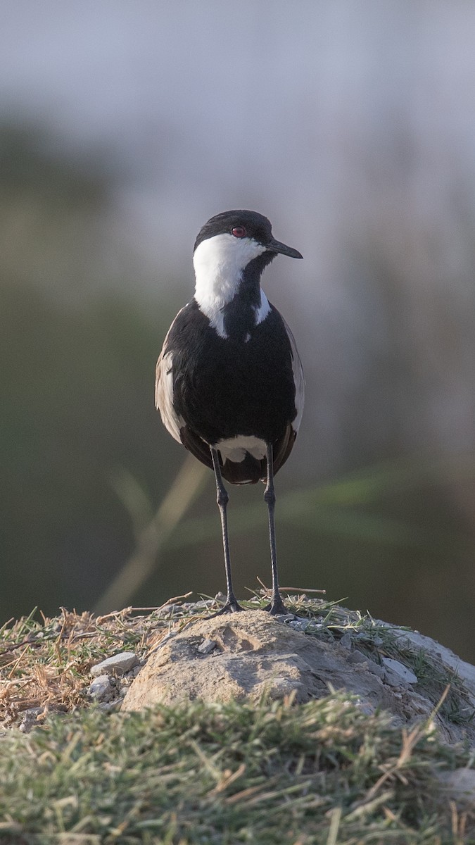 Spur-winged Lapwing - Jack Winterbottom