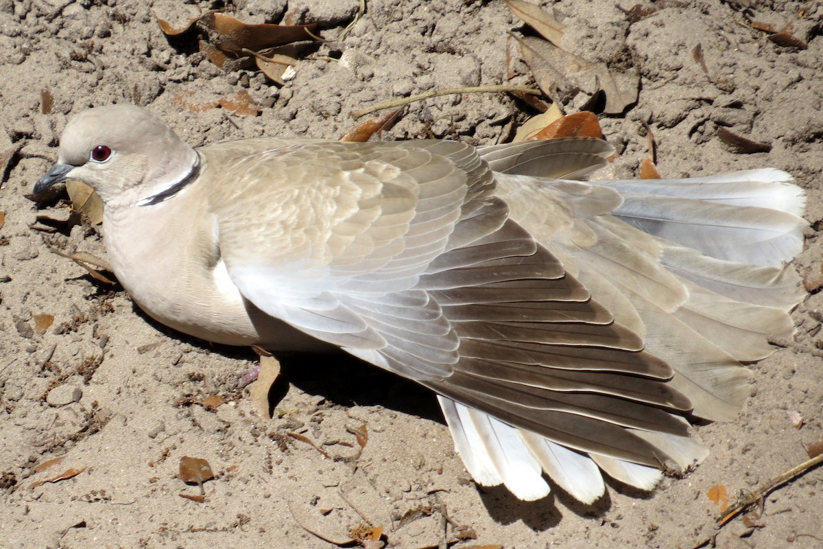 Eurasian Collared-Dove - Scott Schwenk