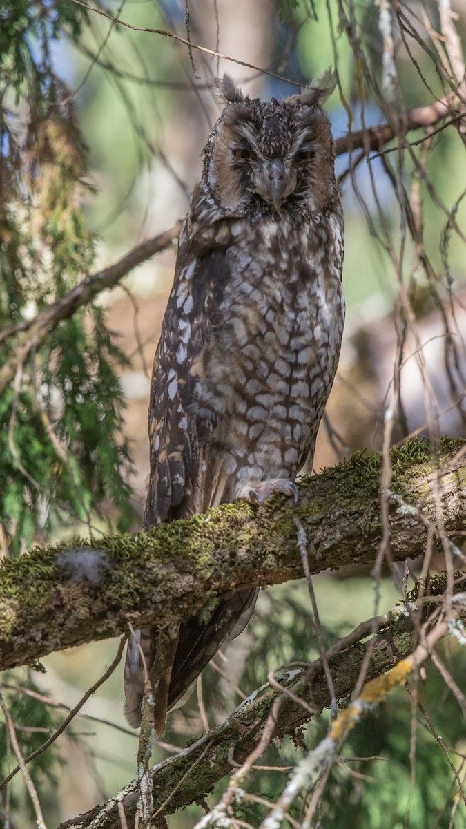 Abyssinian Owl - ML151783121