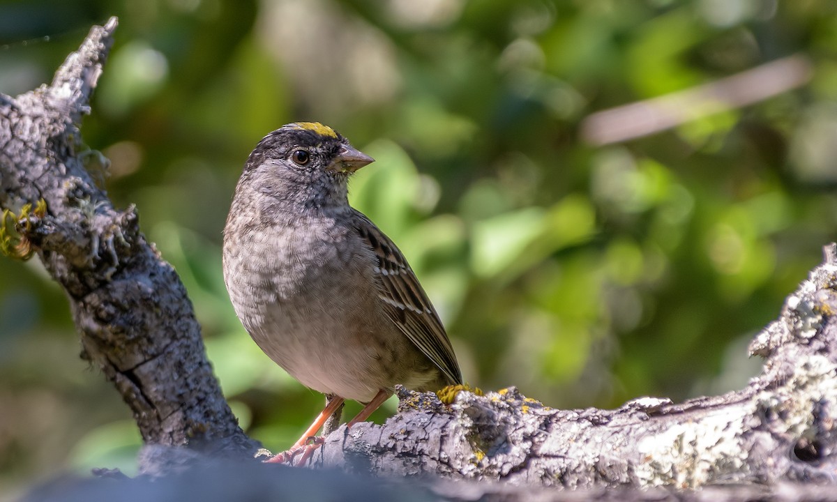 Golden-crowned Sparrow - ML151783151