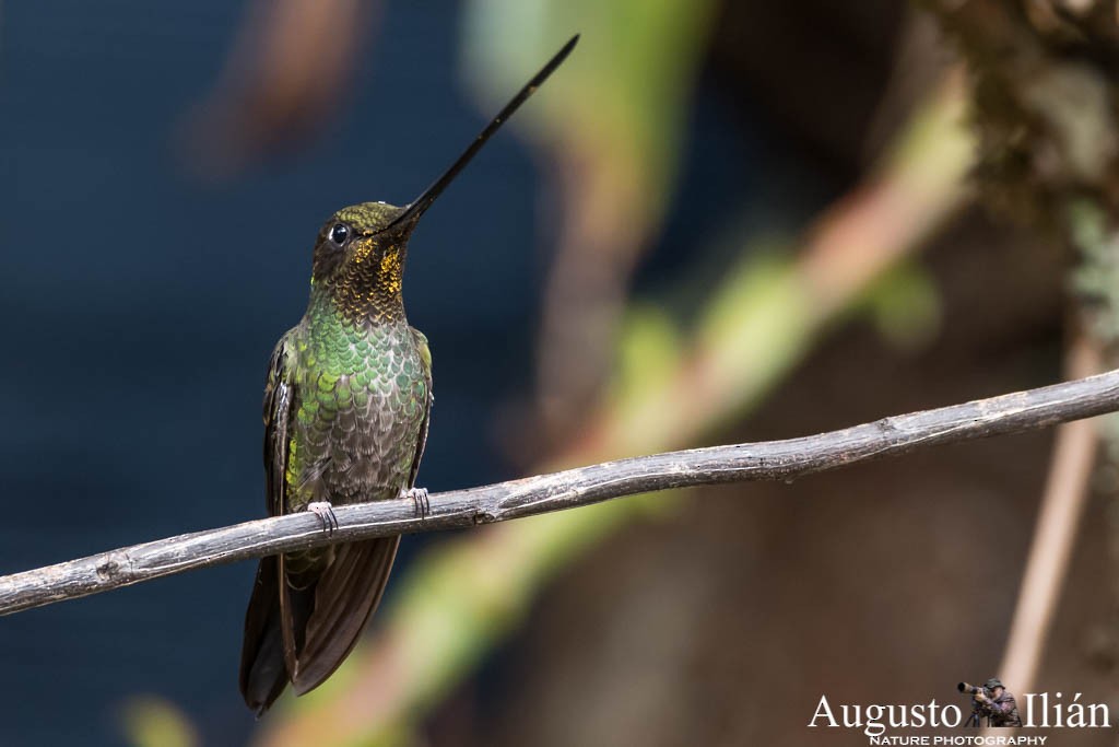 Sword-billed Hummingbird - Augusto Ilian