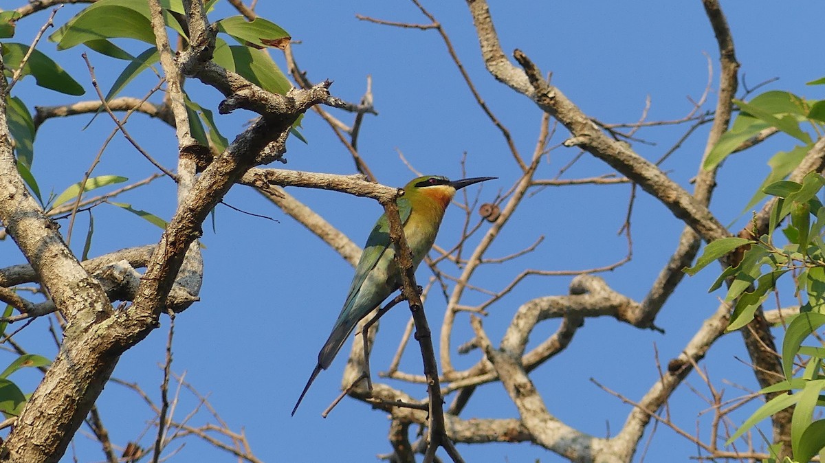Blue-tailed Bee-eater - ML151784191