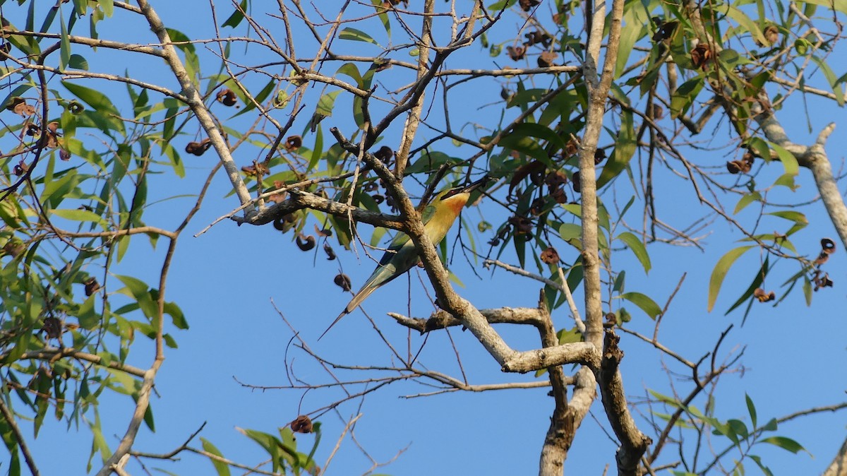 Blue-tailed Bee-eater - ML151784201