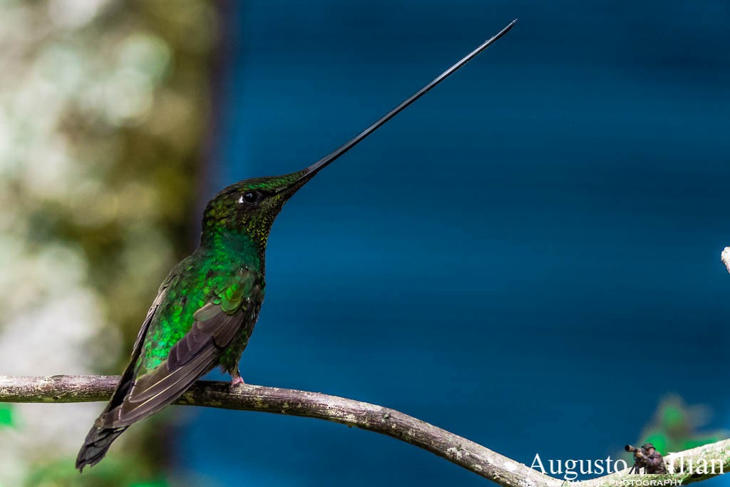 Sword-billed Hummingbird - Augusto Ilian
