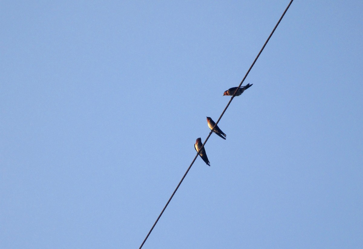 Pacific Swallow - ML151784861