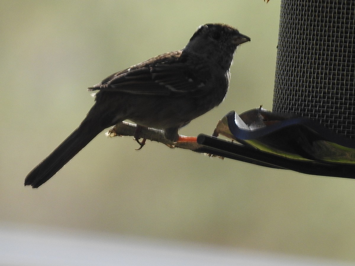 Golden-crowned Sparrow - Debbi Senechal