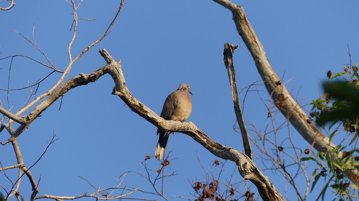 Spotted Dove (Eastern) - Thanakrit Wongsatit