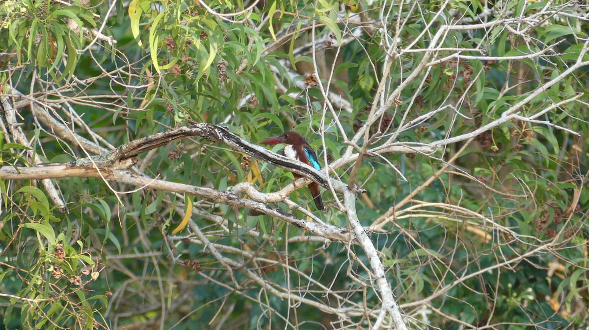 White-throated Kingfisher - ML151785211