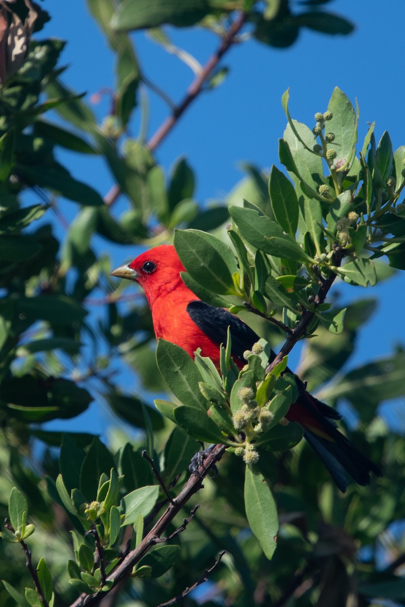 Scarlet Tanager - Betsy Evans