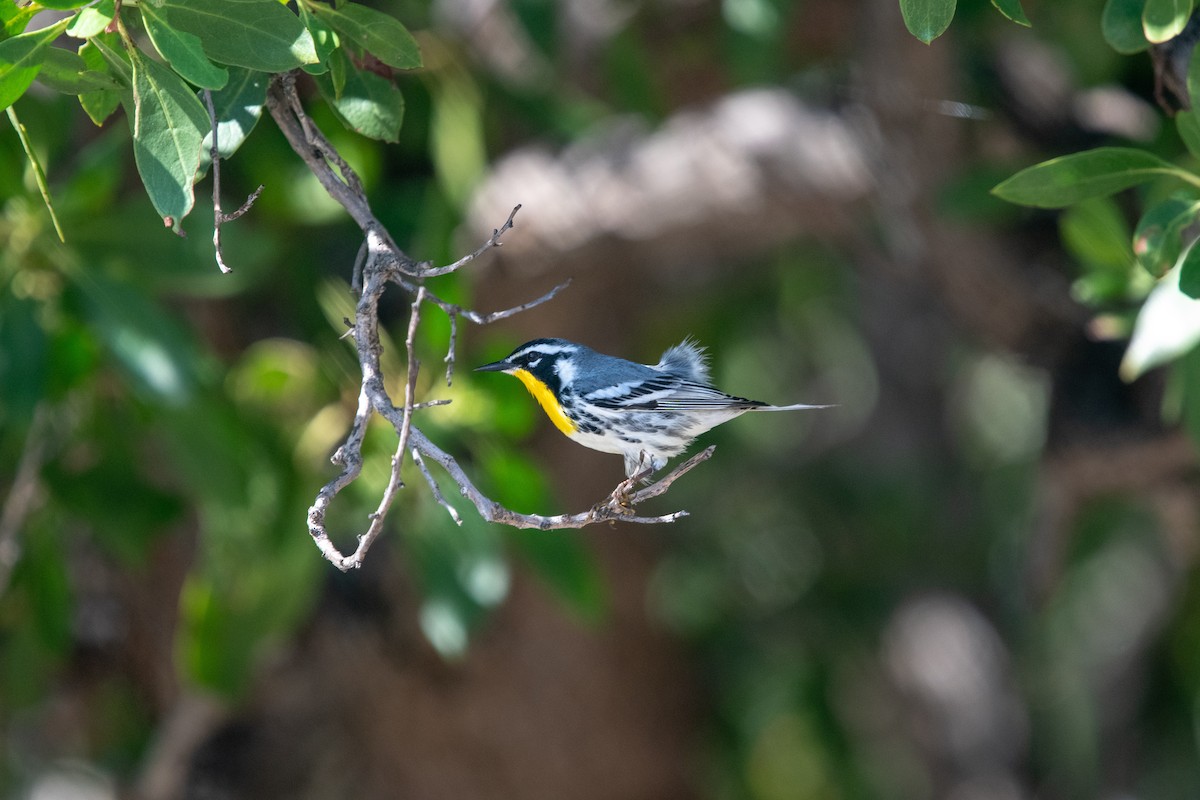 Yellow-throated Warbler - Betsy Evans