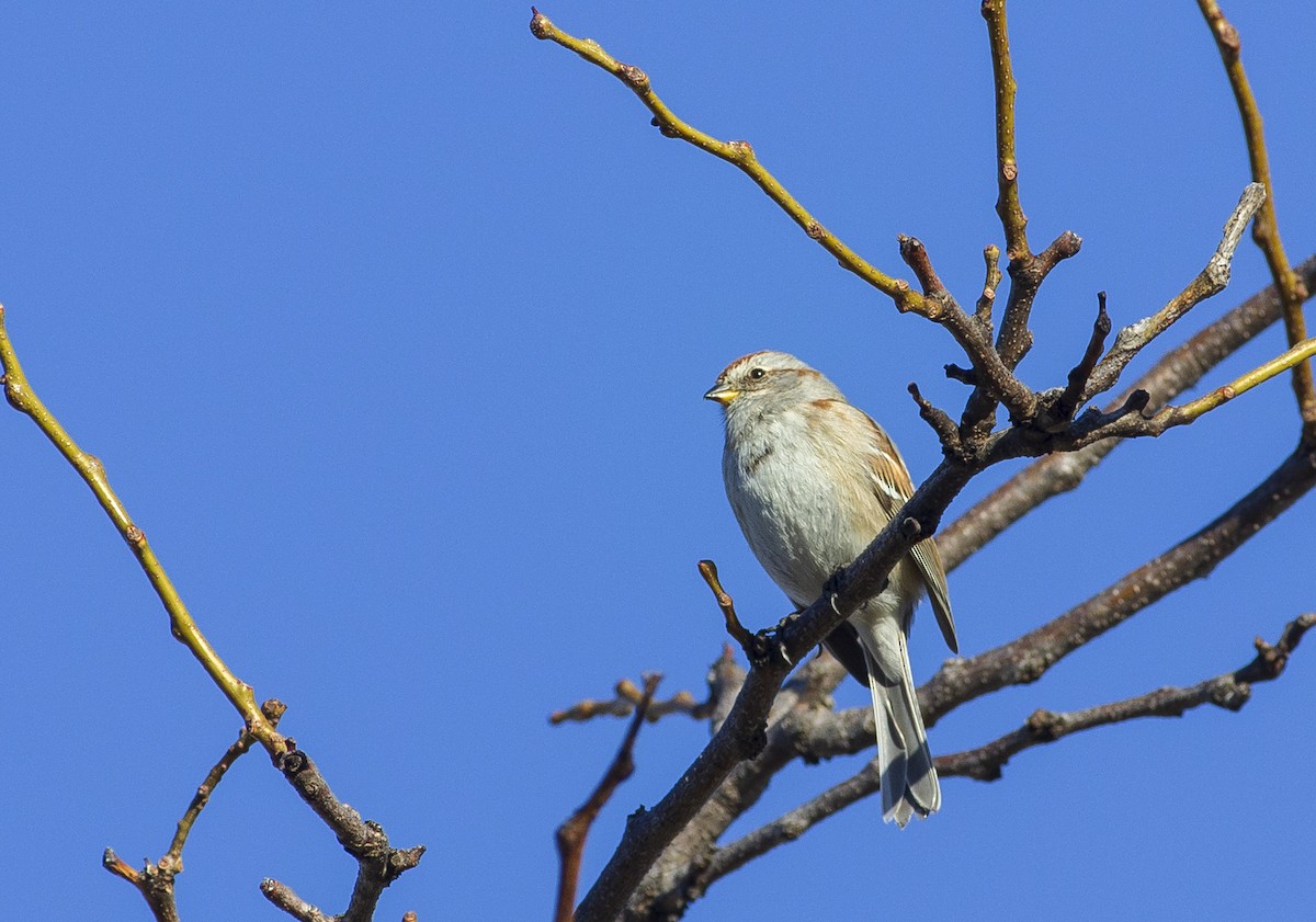 American Tree Sparrow - François Martin