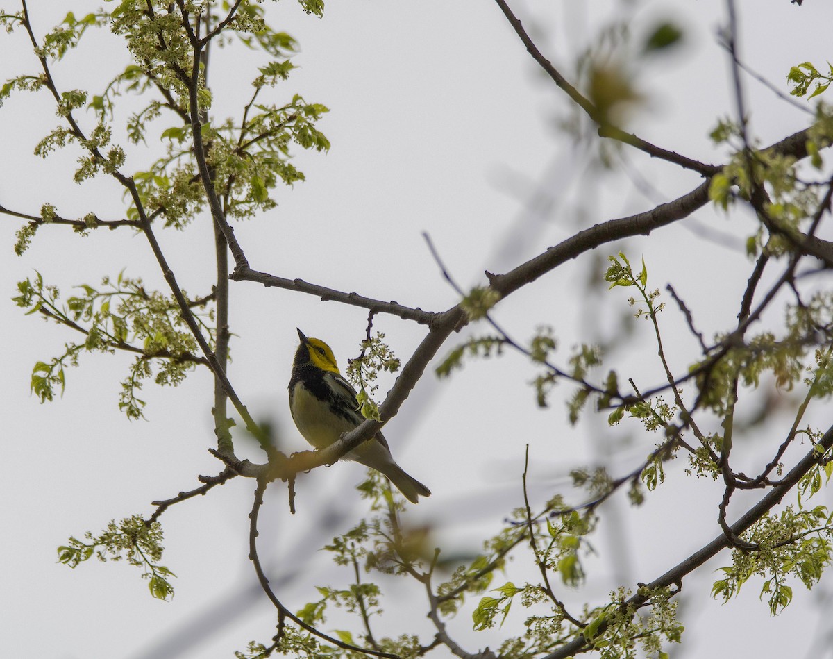 Black-throated Green Warbler - Brian O'Connor