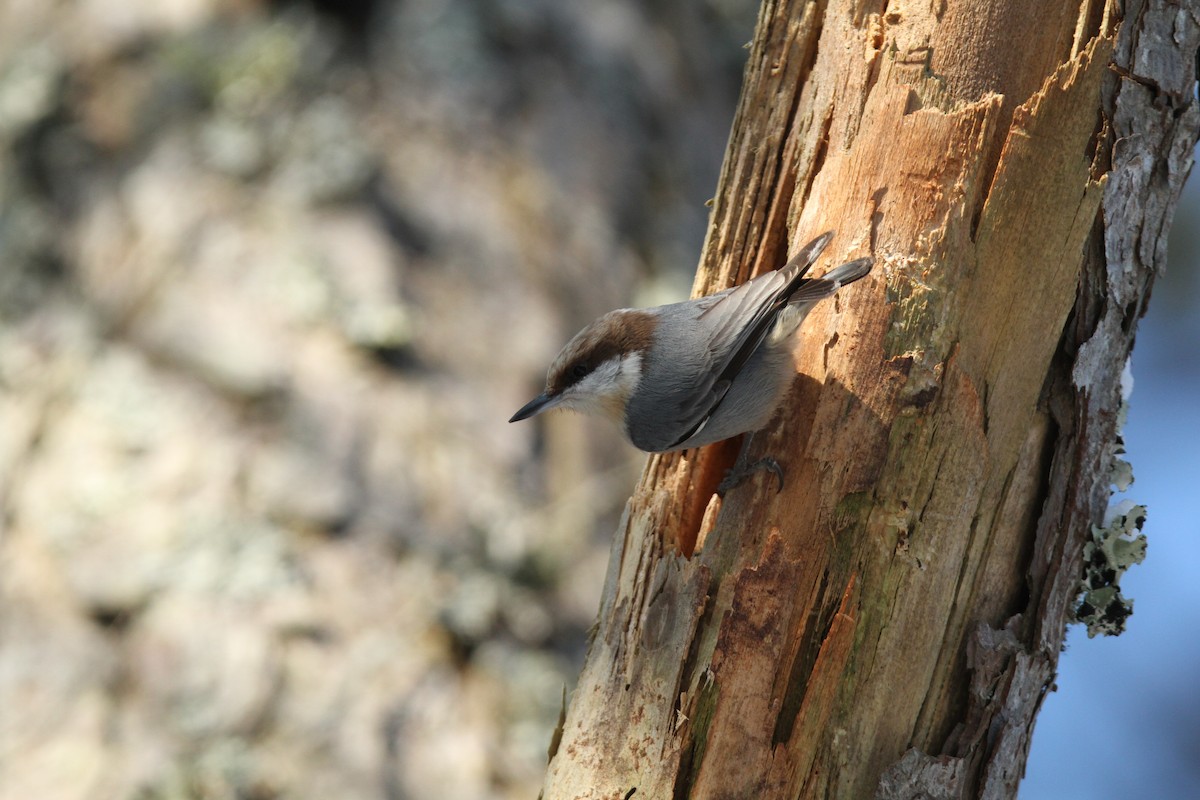 Brown-headed Nuthatch - Jeff Corcoran