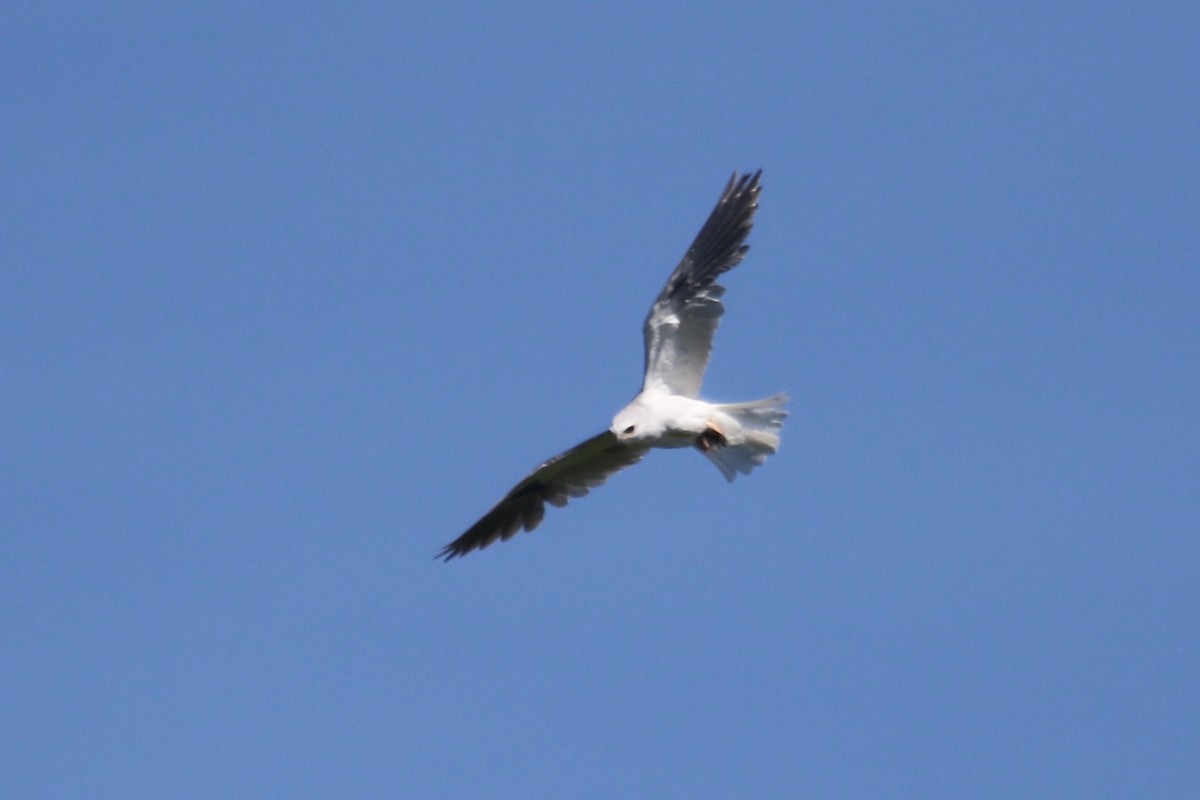 White-tailed Kite - Gil Ewing