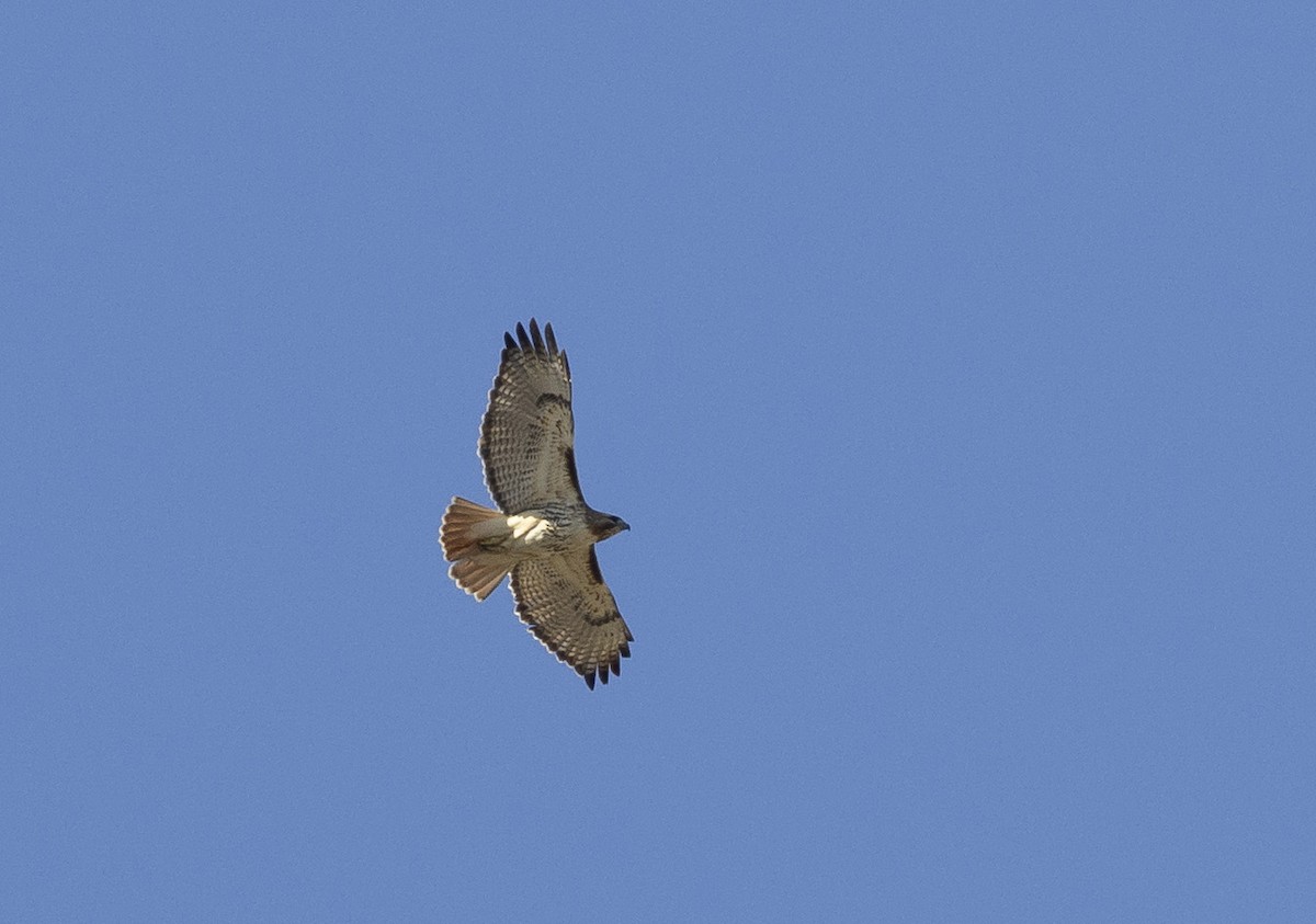 Red-tailed Hawk - François Martin
