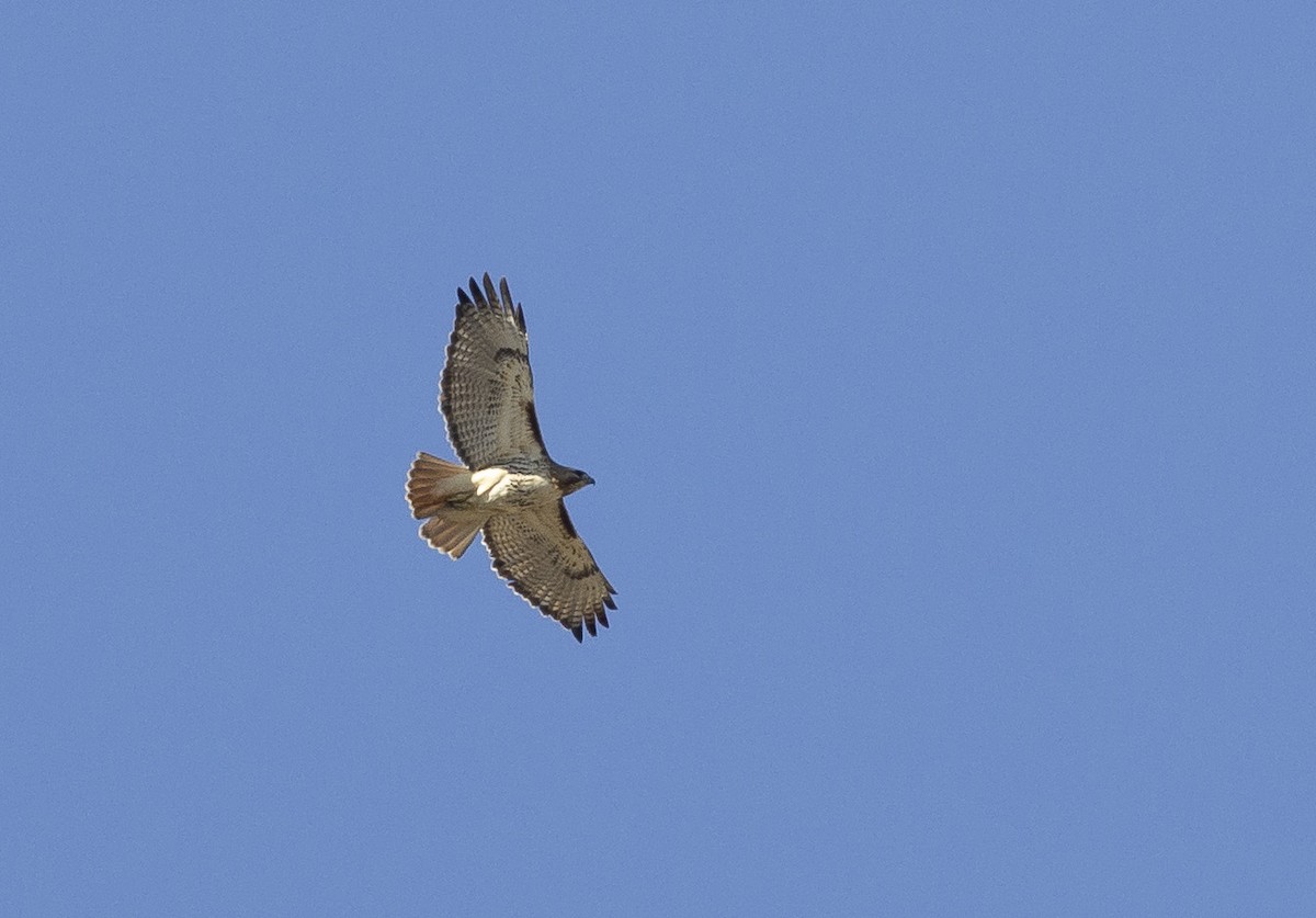 Red-tailed Hawk - François Martin