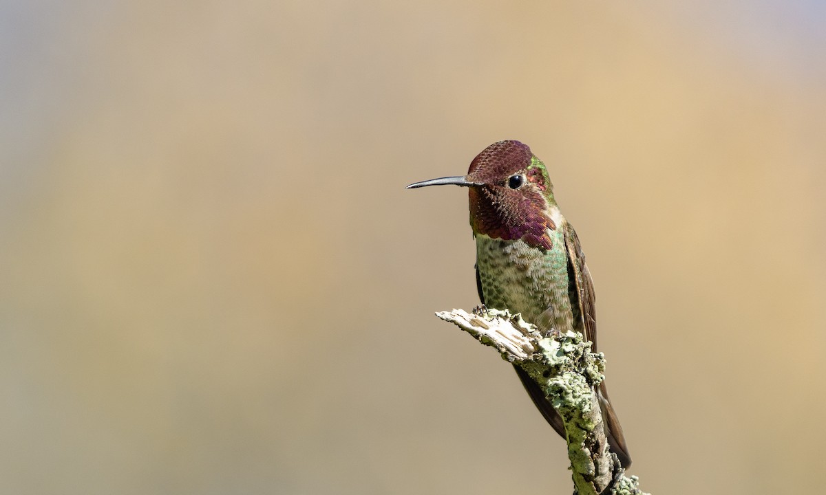 Anna's Hummingbird - ML151786861
