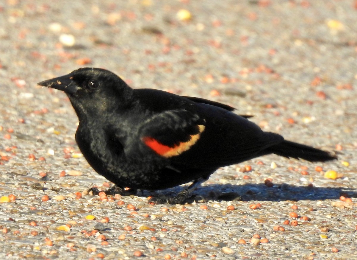 Red-winged Blackbird - ML151786871