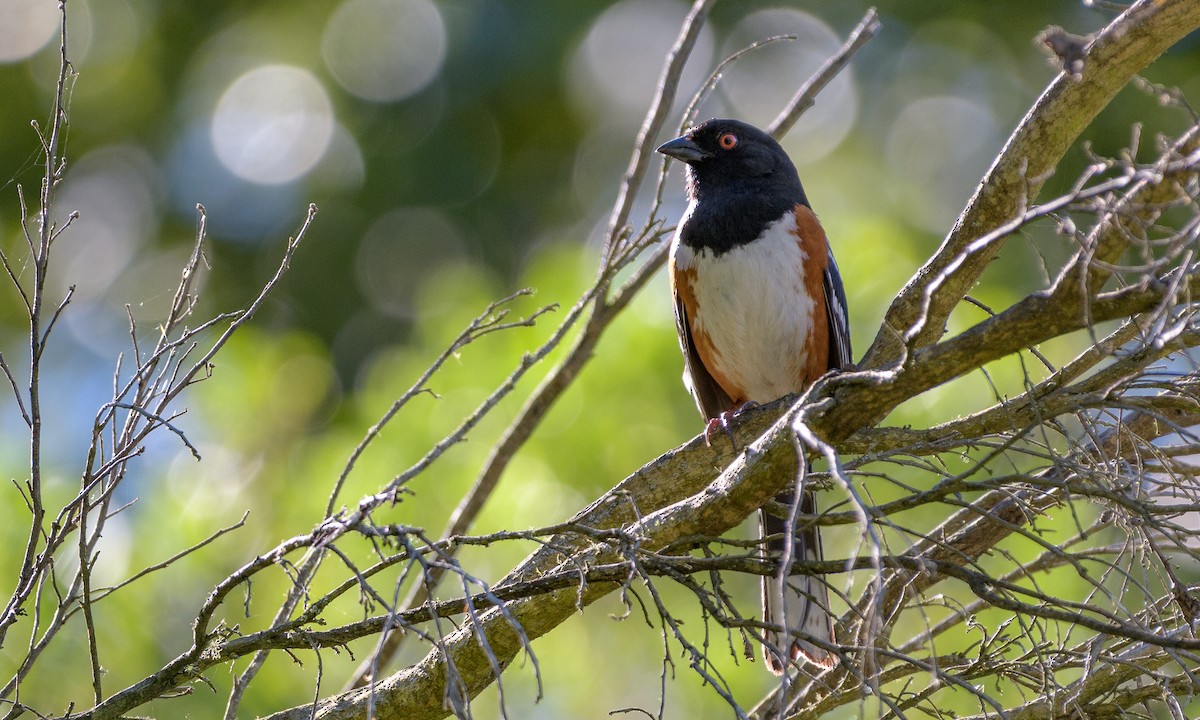 Spotted Towhee - ML151787001