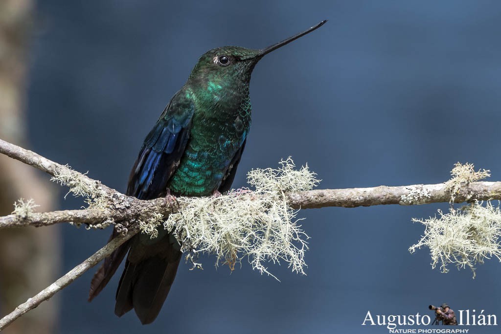 kolibřík modrokřídlý - ML151787201