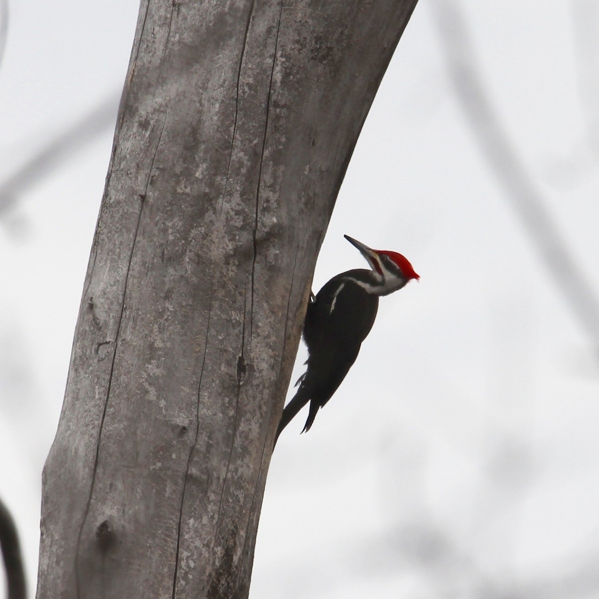 Pileated Woodpecker - Katherine Collin