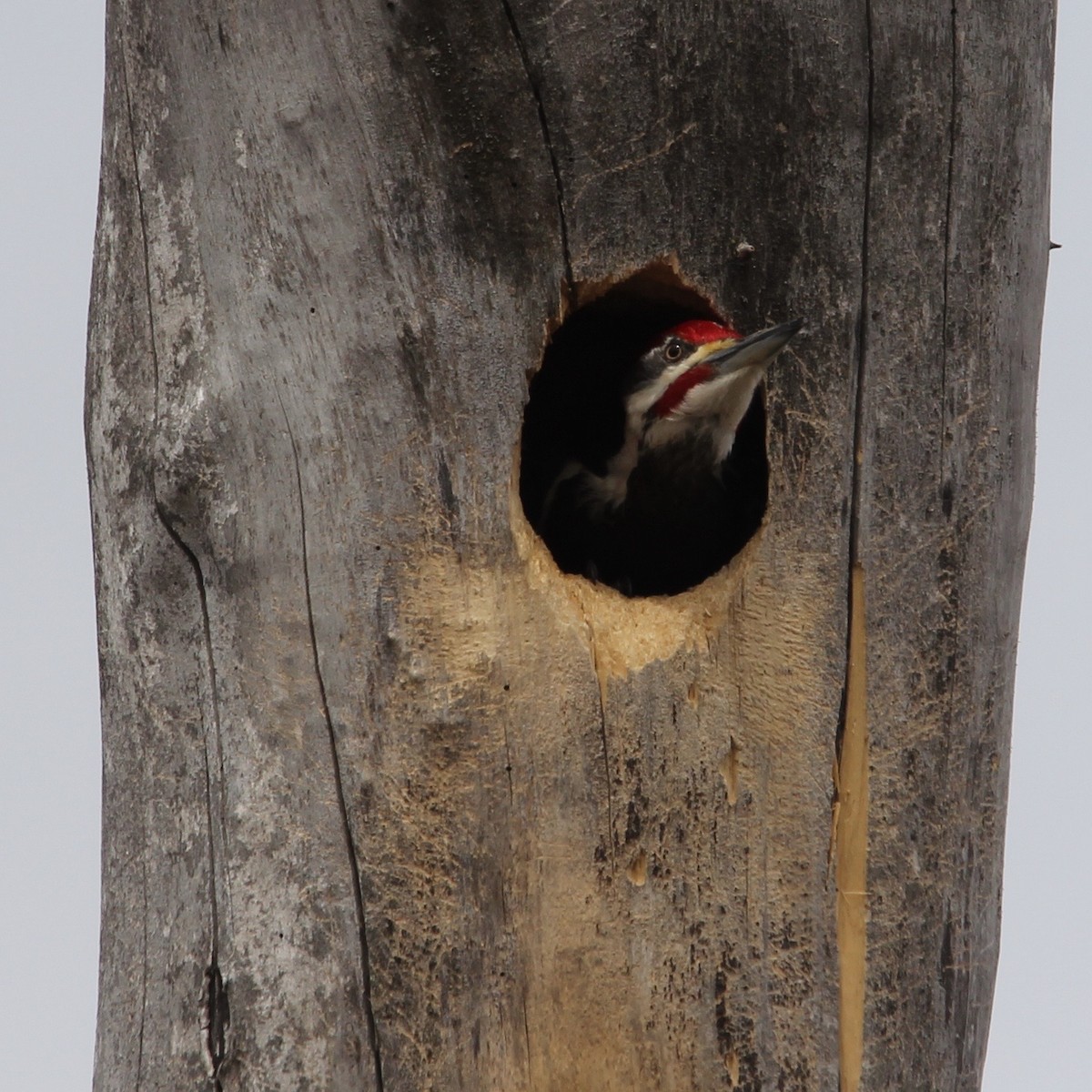 Pileated Woodpecker - Katherine Collin