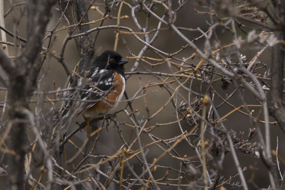 Spotted Towhee - Jake Bramante
