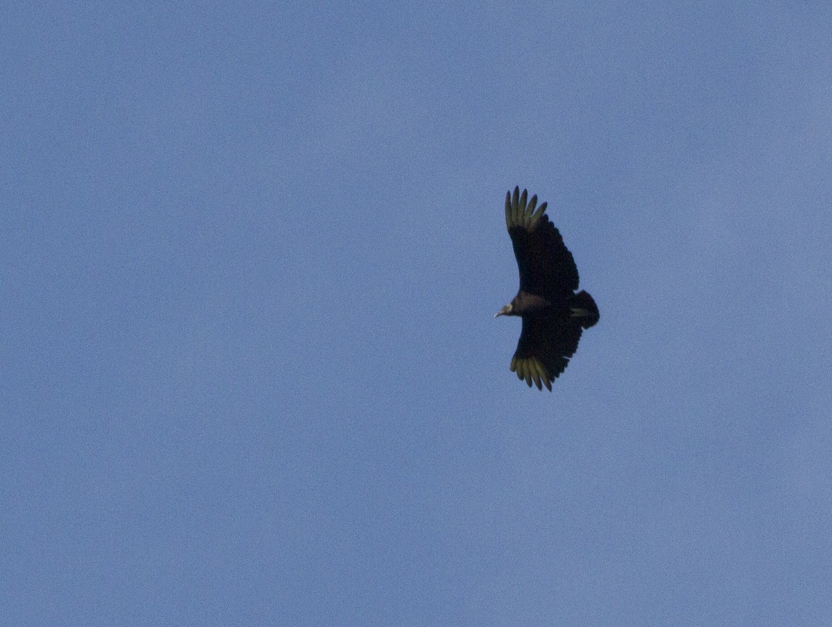 Black Vulture - ML151787771