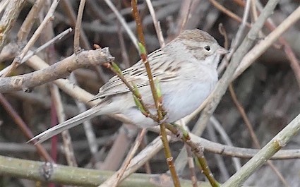 Brewer's Sparrow - Dave Trochlell