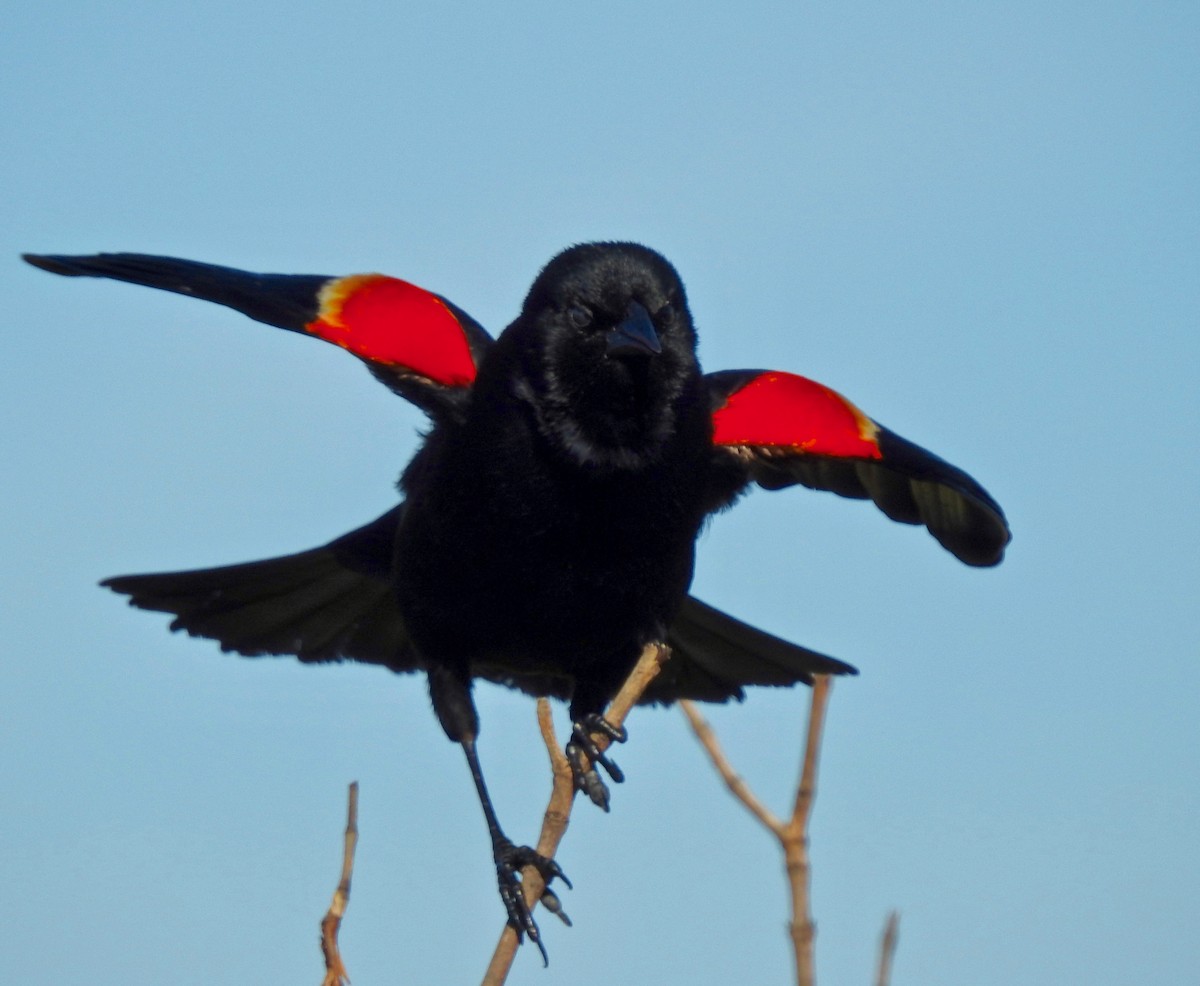 Red-winged Blackbird - ML151788071