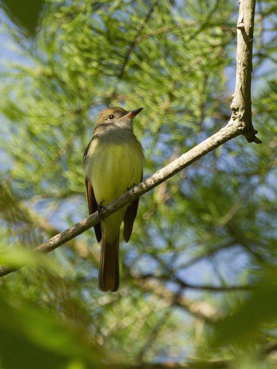 Great Crested Flycatcher - Phil Stouffer