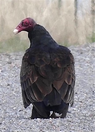 Turkey Vulture - Dave Trochlell